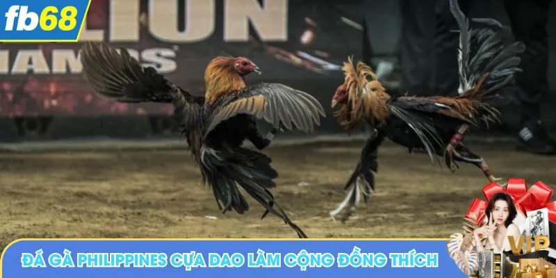 Điều đá gà Philippines cựa dao làm cộng đồng thích